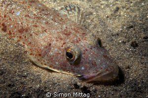 Tiger Flathead by Simon Mittag 